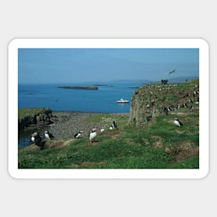 Puffins on Lunga Sticker